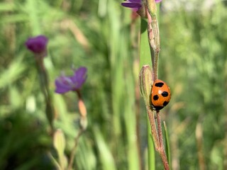Ladybug climbing on a plant stem with purple flowers in Japan © rbkgm146
