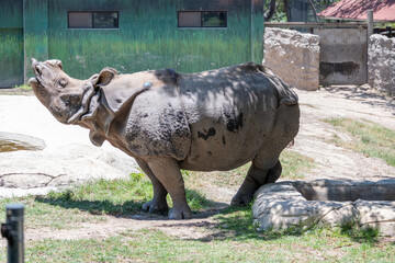 Majestic Indian rhinoceros stands gracefully in its enclosure at Guadalajara Zoo. The powerful animal is captured looking up with its mouth slightly open, revealing its impressive size and skin textur © Enrique