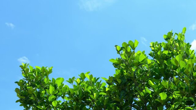 Slow motion horizontal 16:9 video of lush green tropical tree leaves moving gently under a bright blue sky, creating a fresh natural background with copy space for text.