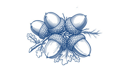 Vintage acorn cluster illustration, detailed oak nut sketch with leaves, blue botanical line art vector for autumn branding © sidra