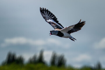 Obraz premium Southern lapwing flying against a cloudy sky.