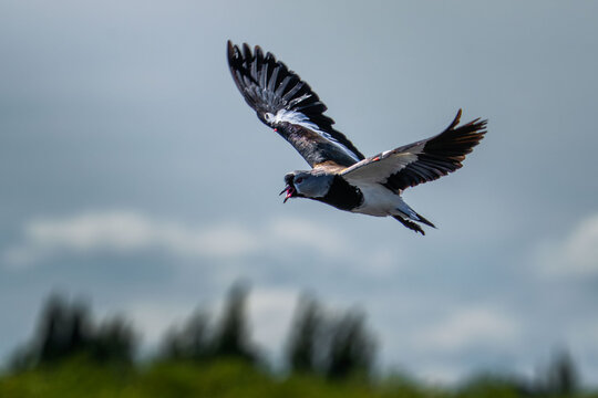 Southern lapwing flying against a cloudy sky.