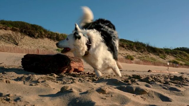 Playful black and white border collie happily running and jumping over a wooden log on a sunny, sandy beach. Dynamic slow motion footage