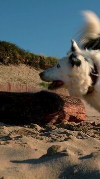 Slow motion footage of a beautiful border collie dog playing and jumping over a log on a sandy beach under a clear blue sky