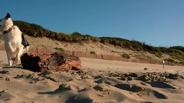 Playful border collie joyfully running and jumping over a log on a sandy beach. Happy pet enjoying freedom in nature on a sunny day