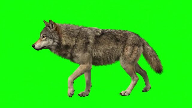 Gray wolf walking on all fours with realistic fur texture on a green screen background