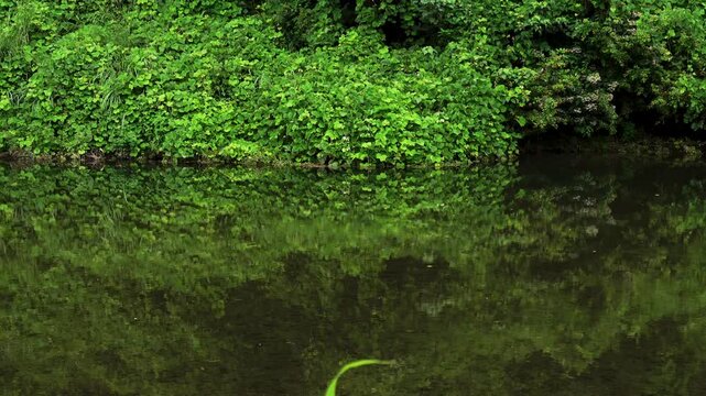 高麗川の緩やかな流れと緑のリフレクション