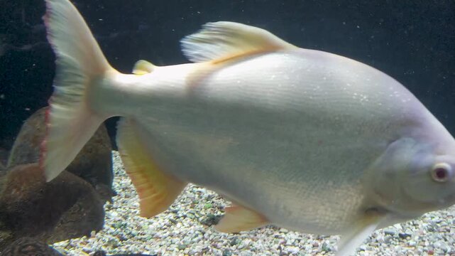 Footage of a blood parrot fish swimming along the bottom blocked pacu fish inside the aquarium
