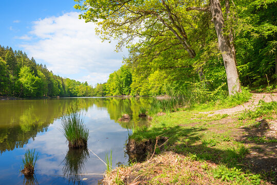 idyllic moor lake Thanninger Weiher, surrounded by green trees, at springtime