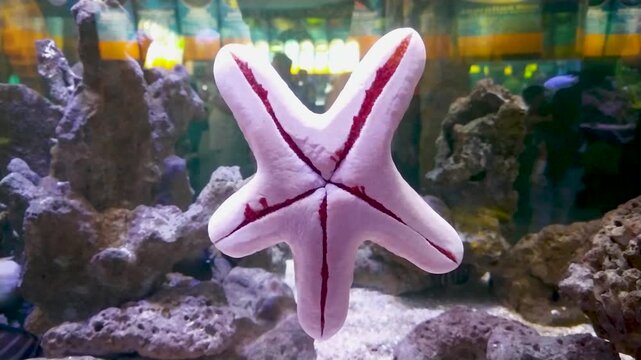 Footage of a motionless starfish clinging to the aquarium glass