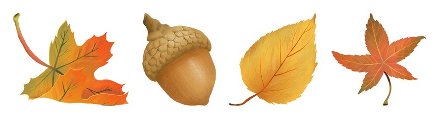 Autumn leaves and acorn illustration on white background element set © Rawpixel.com