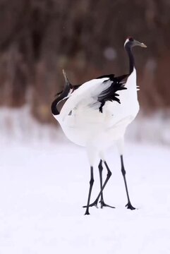 Sarus cran dancing pair 