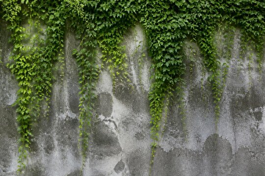Ivy vines cascading on weathered concrete wall exterior facade