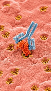 Immune molecular interaction: inflammation arthritis, joint arthrosis, bone osteoarthritis, cartilage osteoarthrosis, immune cell activation, cellular damage mechanism, receptor ligand binding.