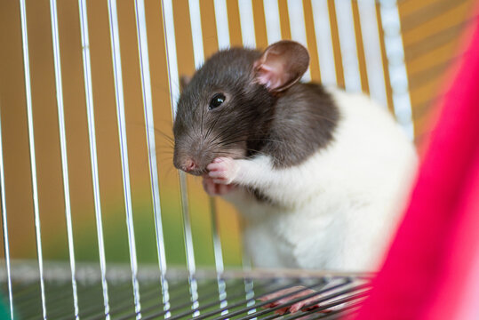 Black and white fancy rat standing by wire bars inside a pet cage