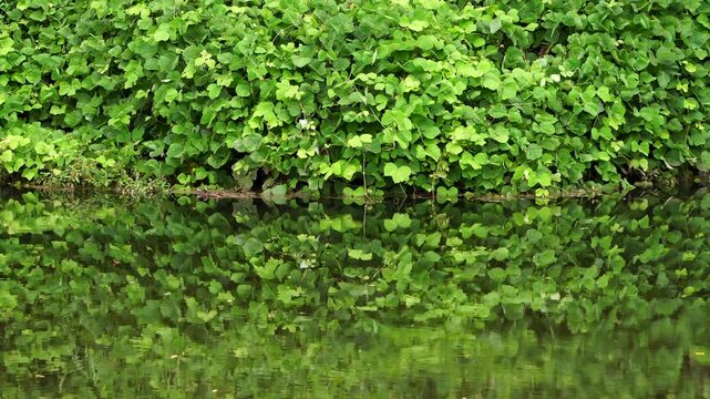高麗川の緩やかな流れと緑のリフレクション