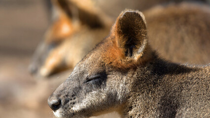 Close-Up Profile of a Swamp Wallaby Resting with Eyes Closed © blueringmedia