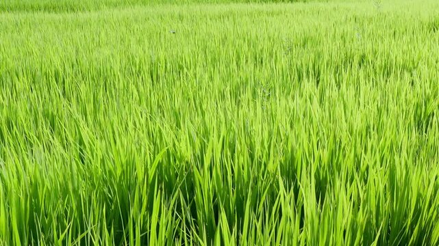 夏の水田を渡る風にやさしく揺れる稲と横切るとんぼのスローモーション映像