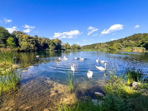 Swans glide along the river on a crystal-clear summer day in Otočec, Slovenia.