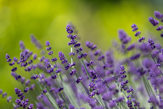 Blooming lavender against a green background.