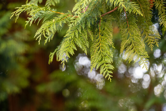 A close-up shot of a conifer needles. 