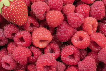 Fresh ripe raspberries photographed close up as a natural food background. Detailed texture of juicy berries representing healthy eating and summer harvest. © Olha