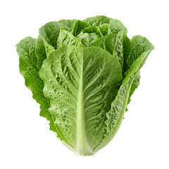 Obraz premium Fresh green leafy vegetable head closeup isolated for healthy meal presentation with captured sharp focus with tightly folded leaves bright on transparent background