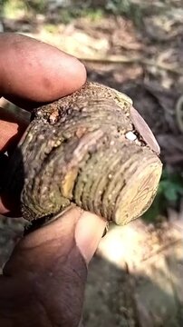 Man holding a handful of ancient old coins with historical symbols and dirt, treasure discovery footage