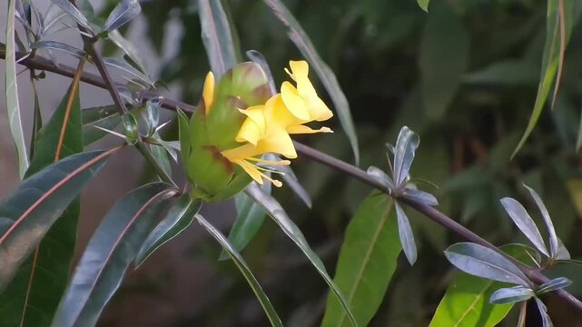 A horizontal fixed medium close-up shot showcasing a branch of Barleria lupulina with a blooming yellow flower spike. The dark woody stem extends across the frame.