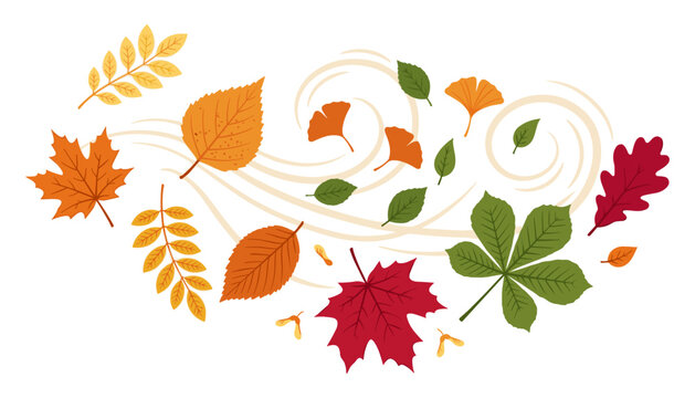 Autumn leaves blowing in the wind vector illustration featuring maple, oak, ginkgo, and chestnut foliage on white background.