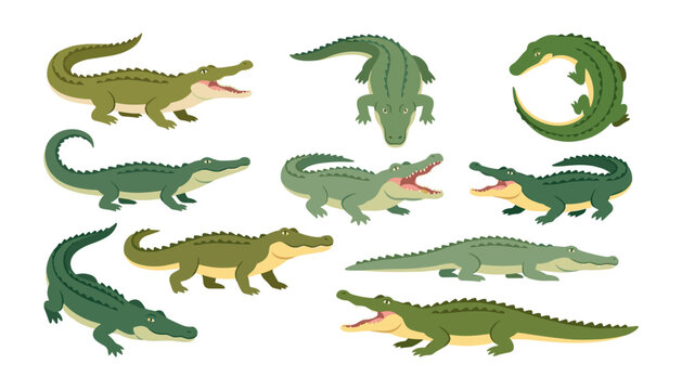 Crocodile character vector cartoon illustration set with green alligator mascots in different poses isolated on white background