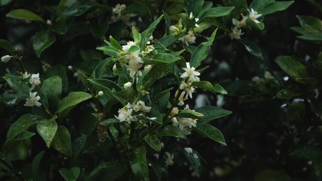 夏の夕立に打たれる金柑の花