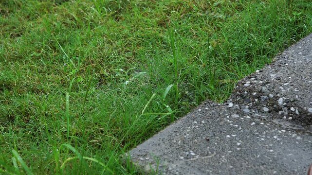 雨に打たれる軒下の犬走りと庭の芝生