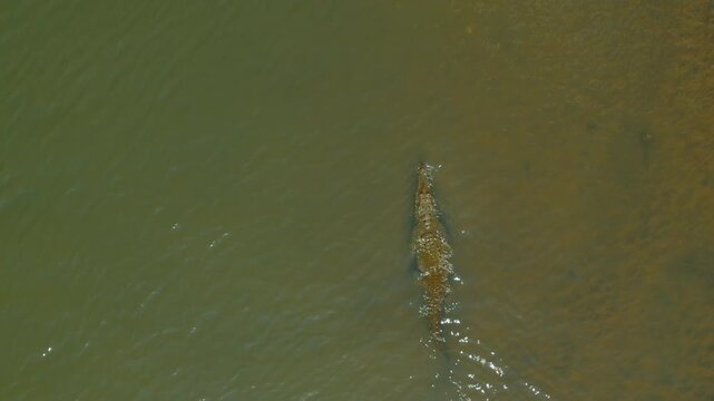 Aerial crocodile swimming through Tarcoles River wetland ecosystem in Costa Rica