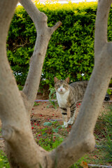 cat and tree © Violeta