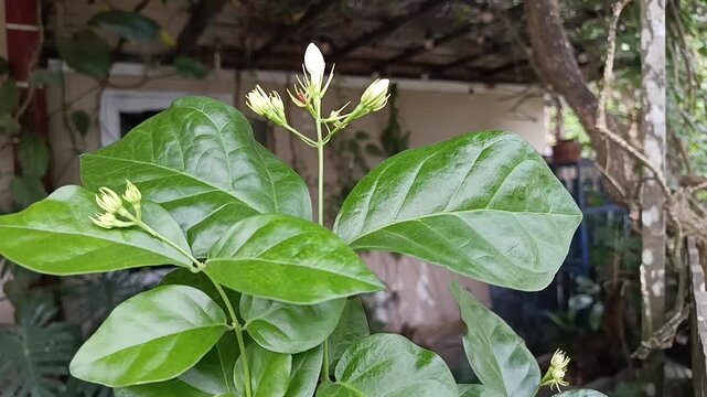 Jasminum sambac flower buds on green foliage