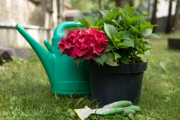 Red hydrangea flower in a pot with a green watering can and gardening gloves on the grass outdoors, concept of home gardening, nature, and spring renewal. © Inese
