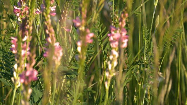 Close Up of Pink Sainfoin Wildflowers in a Sunny Italian Meadow