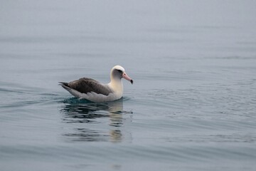 Fototapeta premium Short tailed albatross swims on calm water. White headed seabird floats on blue ocean surface. Grey bird glides gently. Ocean bird wildlife.