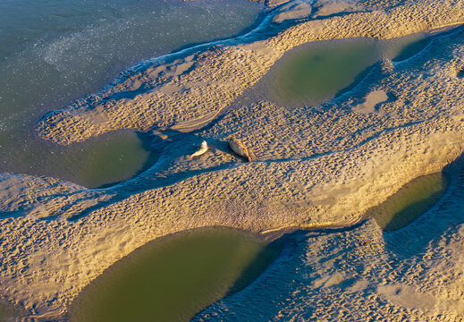Aerial view of seals resting on the sandy banks of the Carriere du Hourdel at low tide, with tidal pools and textured sand patterns in Cayeux-sur-Mer, Hauts-de-France, France.