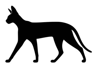 Fototapeta premium Savannah cat silhouette vector icon, very tall long legged feline breed with large upright ears walking black shape isolated on transparent background