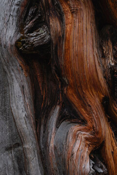 Aged natural tree wood texture pattern 