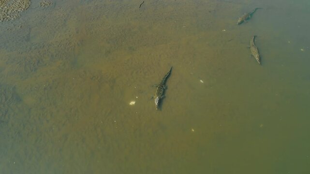 American crocodiles swimming in the Tarcoles River in Costa Rica