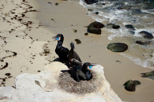 Brandt's cormorants with vibrant blue throats nesting with chick on coastal cliff in La Jolla
