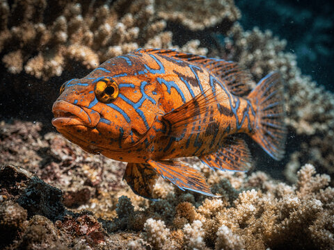 Harlequin Hind (Cephalopholis polleni) Close-Up Over Live Coral 