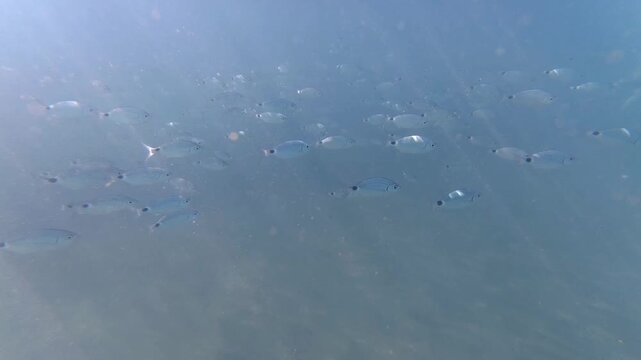 A school of small silver fish swims through clear blue seawater, underwater marine life, ocean wildlife, nature exploration, travel adventure.