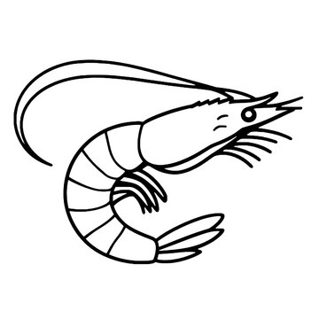 Single curved shrimp vector outline icon isolated on white background