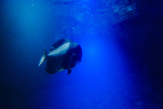 Single flat batfish glides gracefully through deep blue aquarium water during the day while light rays shine from above to create a peaceful underwater scene