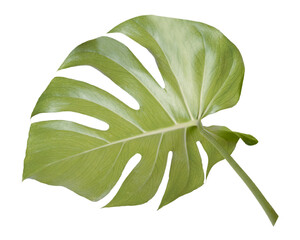 Monstera leaf png sticker, botanical, transparent background © Rawpixel.com