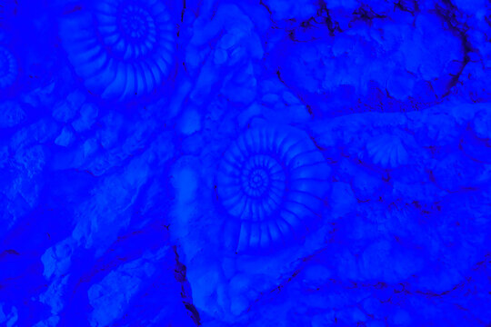 Abstract natural background featuring multiple ammonite fossil shell impressions on stone wall under blue lighting. Suitable for paleontological texture overlays and design backgrounds.